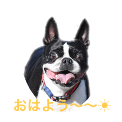 [LINEスタンプ] ボストンテリア いくら 