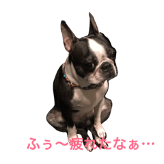 [LINEスタンプ] ボストンテリア もずくん 