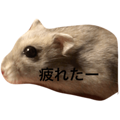 [LINEスタンプ] ぽんず 1