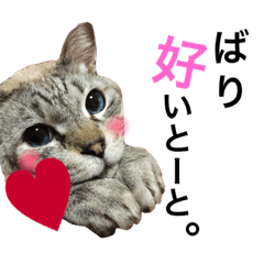 [LINEスタンプ] 猫の気持ち-にゃんちょびここ-福岡弁入り！の画像（メイン）