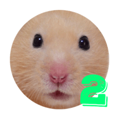 [LINEスタンプ] キンクマハムスターのおふちゃんスタンプ2 