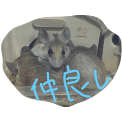 [LINEスタンプ] ハムちゃんズ！