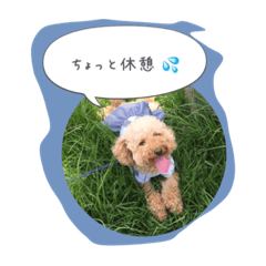 [LINEスタンプ] トイプードルのぷーちゃん1
