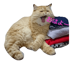 [LINEスタンプ] 猫の小判スタンプ