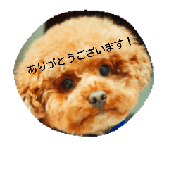 [LINEスタンプ] トイプードルのまめたろう2