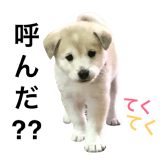 [LINEスタンプ] 愛犬 メリー