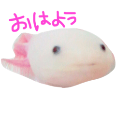 [LINEスタンプ] ウーパールーパー パティ♡