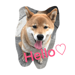 [LINEスタンプ] 柴犬 大ちゃん