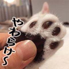 [LINEスタンプ] 猫でおしゃべりスタンプ01