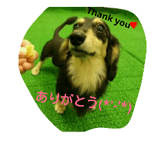 [LINEスタンプ] 可愛いダックス2