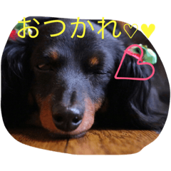 [LINEスタンプ] 我が家のひめちゃん