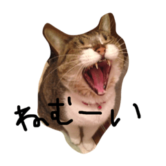 [LINEスタンプ] 鎌田さんちのねこ