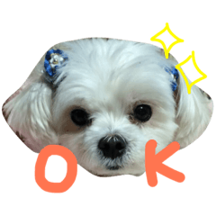 [LINEスタンプ] うちのマルチーズ犬のスタンプ