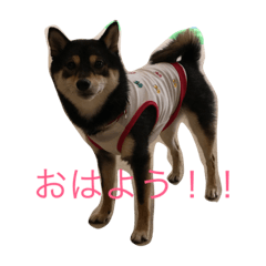 [LINEスタンプ] 黒まめしばの凛ちゃん