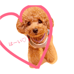 [LINEスタンプ] ちゃぴたん スタンプ♡トイプードル♡