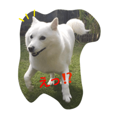 [LINEスタンプ] こますた