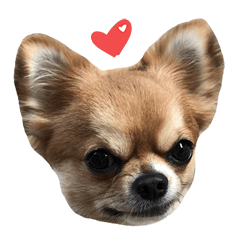 [LINEスタンプ] Chihuahua 3 GEN