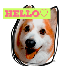 [LINEスタンプ] コーギーU^ェ^U