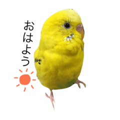 [LINEスタンプ] セキセイインコのぽんちゃん2