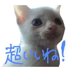 [LINEスタンプ] モノトーンニャンズ