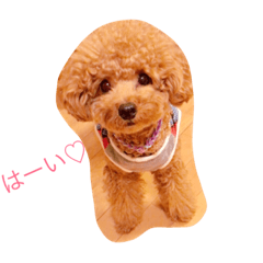 [LINEスタンプ] ちゃぴたん スタンプ♡トイプードル♡Part1