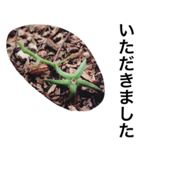 [LINEスタンプ] 育てたトマト