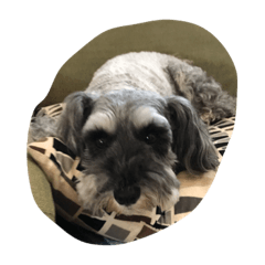 [LINEスタンプ] かわいい犬！！