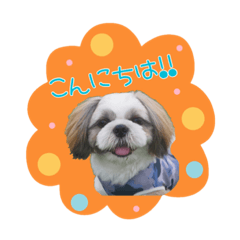 [LINEスタンプ] 好き好きシーズー