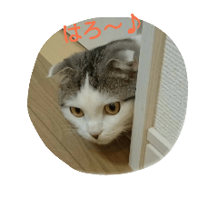 [LINEスタンプ] 猫ねこネコ こてつの毎日