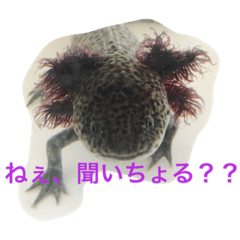 [LINEスタンプ] 山口弁のウーパ