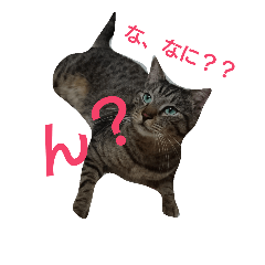 [LINEスタンプ] 我が家のニャンたち