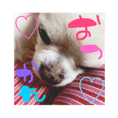 [LINEスタンプ] チワワのいちにち