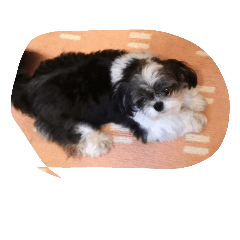 [LINEスタンプ] ミックス犬、シーズーとチワワ