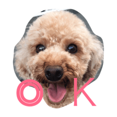[LINEスタンプ] トイプードル コナの日常