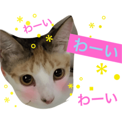 [LINEスタンプ] 毛玉きょうだいの写真スタンプ その2