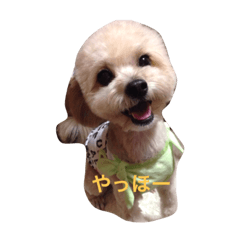 [LINEスタンプ] 我が家のお犬様たち