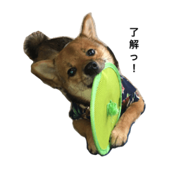 [LINEスタンプ] 豆柴まりぶくんの一言
