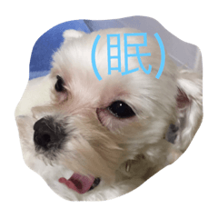 [LINEスタンプ] わんこのすたんぷ