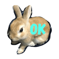 [LINEスタンプ] 仲良しうさぎのきなちゃんあんちゃん