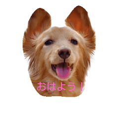 [LINEスタンプ] 毎日使えるダックス