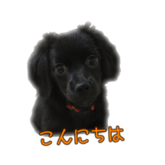 [LINEスタンプ] 黒イヌぶんちゃん