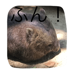 [LINEスタンプ] ウォンバットです