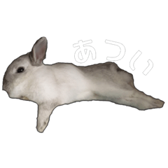 [LINEスタンプ] うさぎの優たん