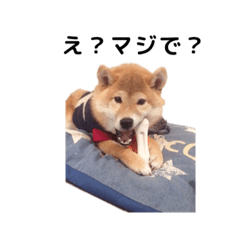 [LINEスタンプ] 柴犬まめ太
