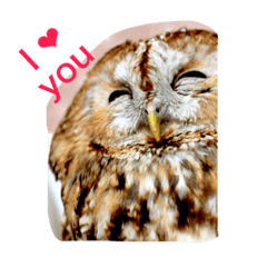 [LINEスタンプ] モリフクロウの「まる」♂英語バージョン