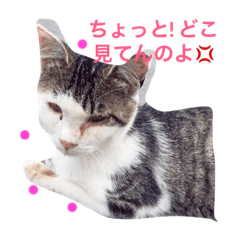 [LINEスタンプ] ニャンコの1日