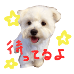 [LINEスタンプ] お犬さま