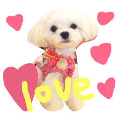[LINEスタンプ] マルチーズのまる1