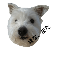 [LINEスタンプ] 白シュナMUCC