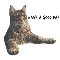 [LINEスタンプ] 猫絵文字 英語ver